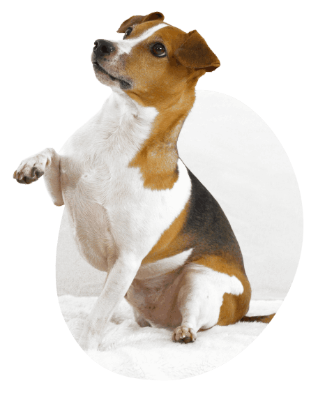 Pooper Scooper Service in Fairfield County CT